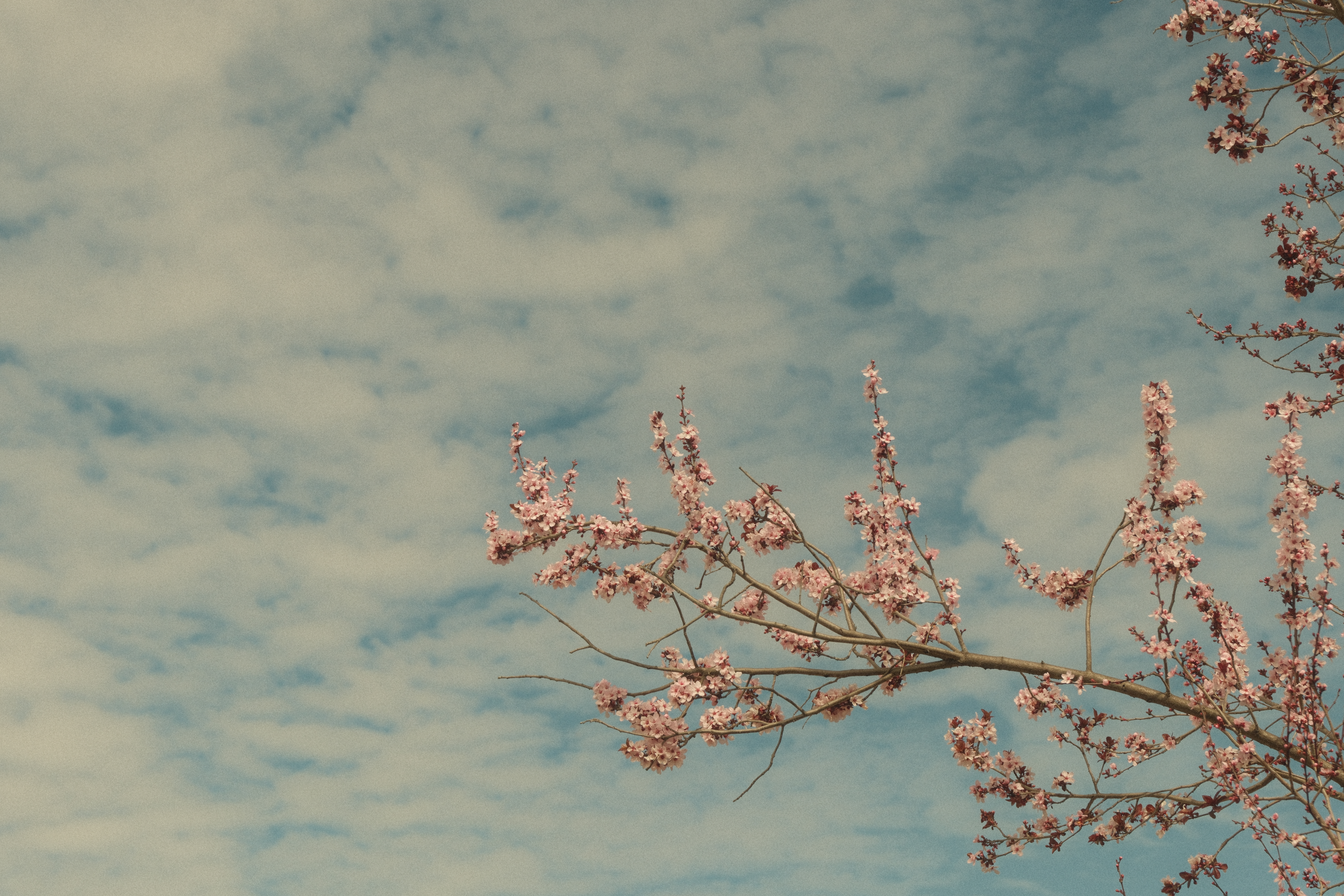 Photograph by Grant Chiu