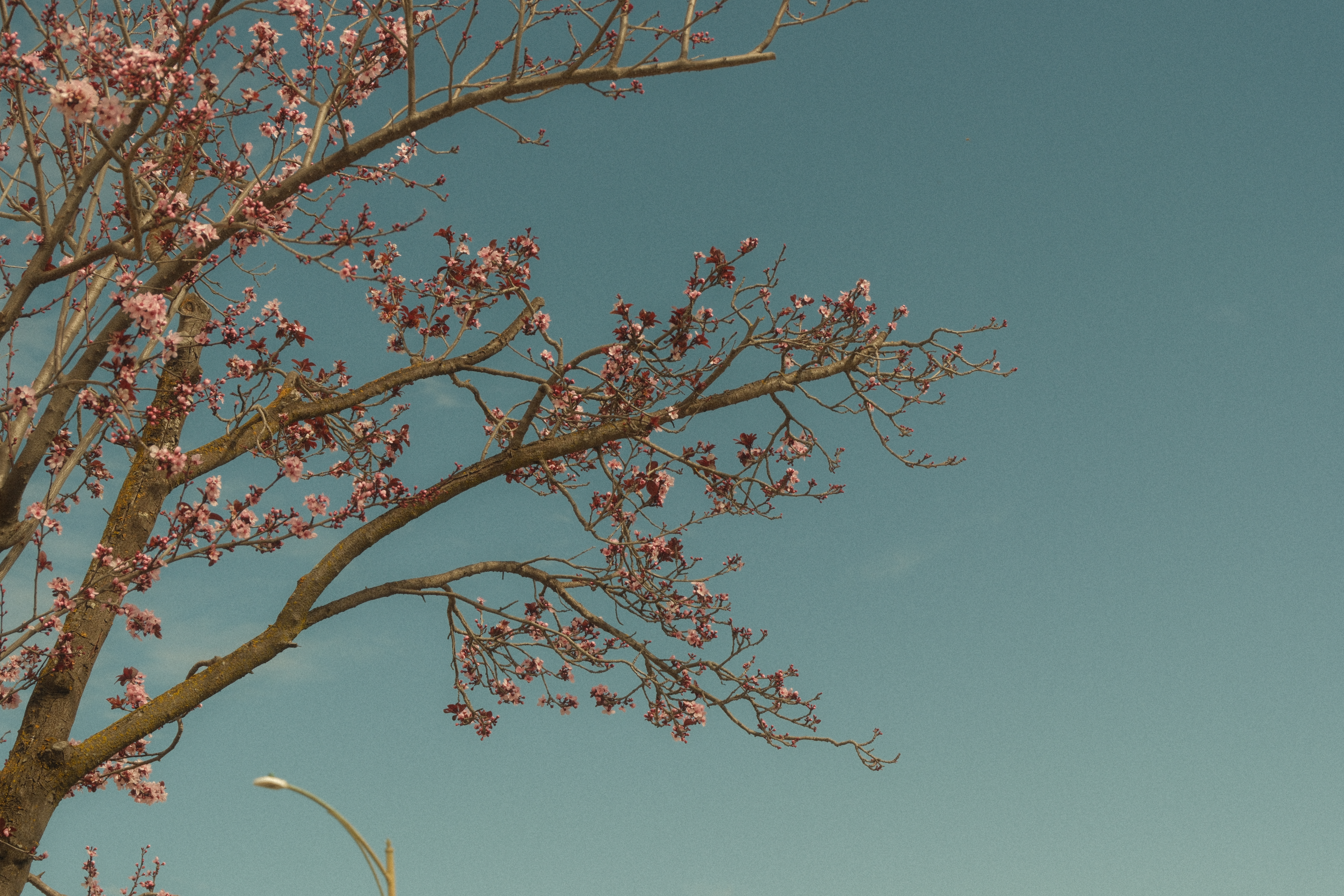 Photograph by Grant Chiu